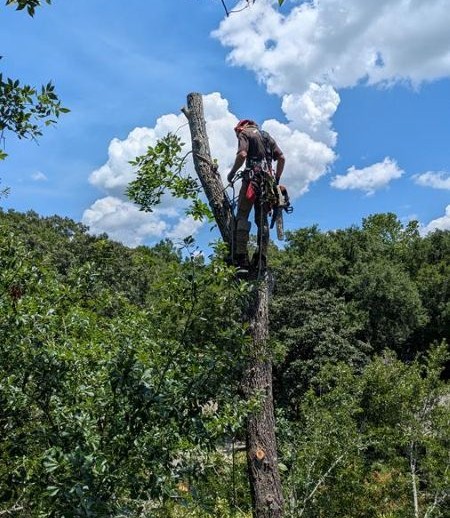 Can a Damaged Tree Be Saved, or Does It Need to Be Removed?