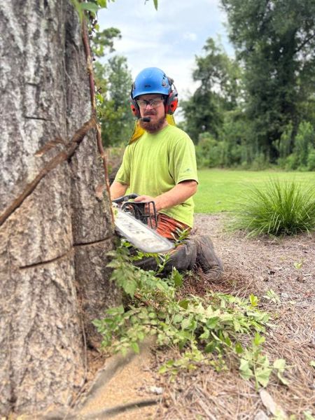 How Much Does Tree Removal Cost in Daphne, AL? Thumbnail