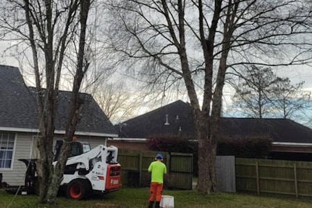 Signs Your Trees in Daphne Are Overdue for Professional Trimming Thumbnail