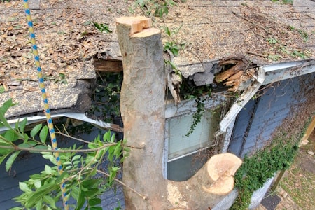 Tree Debris Removal & Storm Cleanup