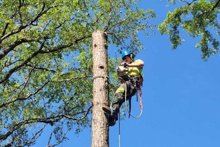 Tree Removal Service